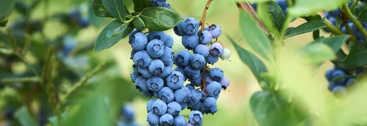 Reife Blaubeeren am Strauch